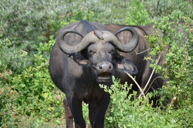 4 days adventure camping safari - The vehicle and the rhythm of a safari day