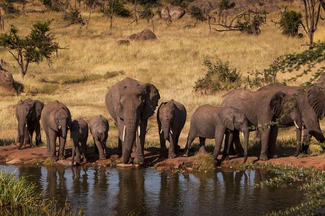 4-Days Adventure Camping Safari to Tarangire, Serengeti & Ngorongoro - Day 2: Entering the wide Serengeti