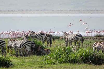 4-Days Adventure Camping Safari to Tarangire, Serengeti & Ngorongoro