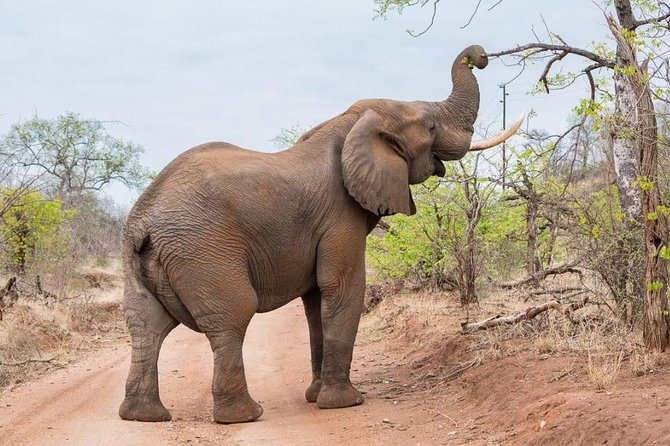 4-Days Adventure Camping Safari to Tarangire, Serengeti & Ngorongoro - Day 3: An early Serengeti drive, then the crater rim