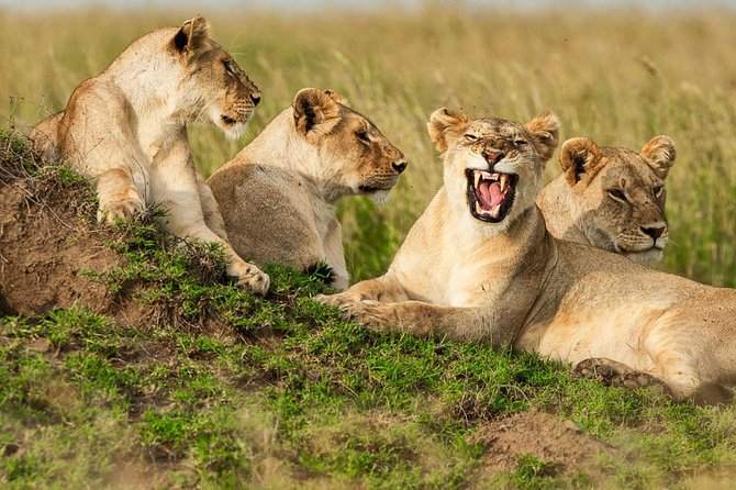 4-Days Adventure Camping Safari to Tarangire, Serengeti & Ngorongoro - Who will get the most from this safari?