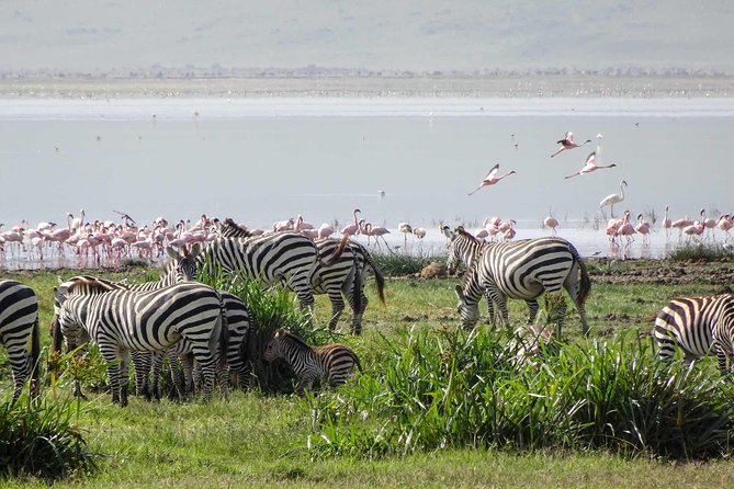 4-Days Adventure Camping Safari to Tarangire, Serengeti & Ngorongoro - Day 1: Elephants and baobabs in Tarangire