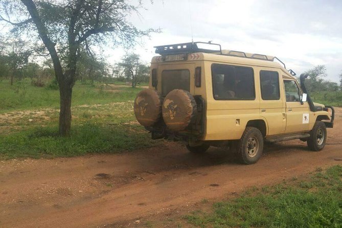 4 Days Affordable Tanzania Budget Safari - Day 3: a Serengeti game drive before Ngorongoro