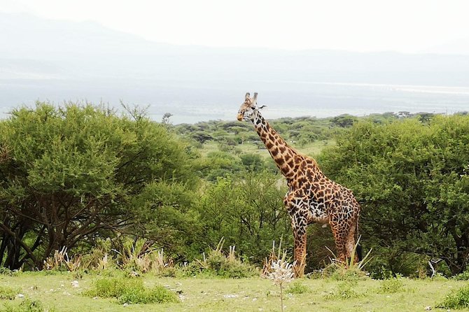 4 days Awesome Luxury safari Tarangire Serengeti & Ngorongoro - Day 4: Wildlife inside Ngorongoro Crater
