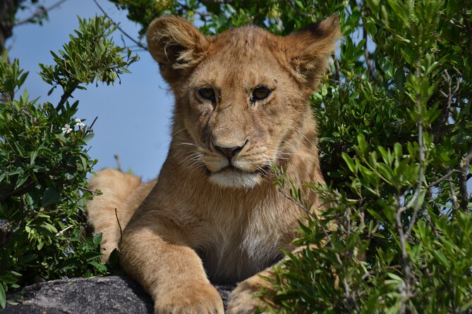 4 days Awesome Luxury safari Tarangire Serengeti & Ngorongoro - The private jeep and guide service