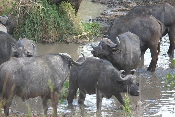 4 days Best experience Kilimanjaro Hike, Serengeti &Ngorongoro - A four-day route from Kilimanjaro foothills to crater floor