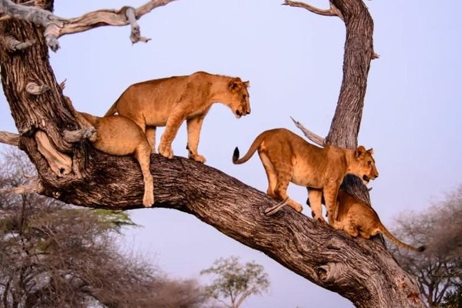 4 days Best experience Kilimanjaro Hike, Serengeti &Ngorongoro - Day 4: Wildlife inside Ngorongoro Crater