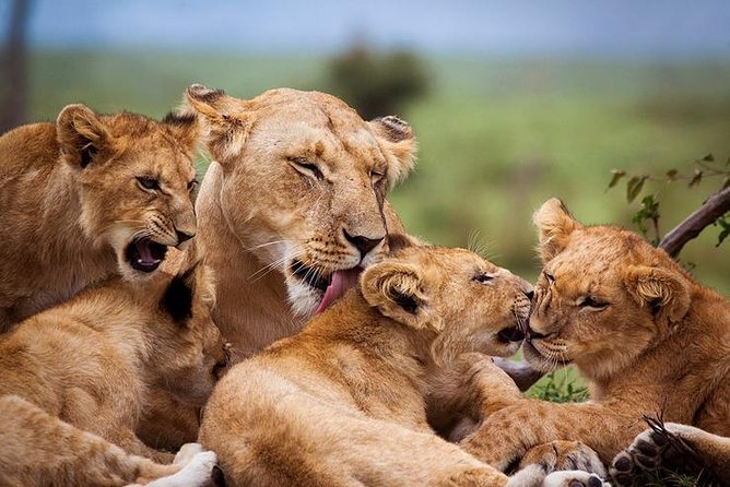 4 days Best experience Kilimanjaro Hike, Serengeti &Ngorongoro - Guides, vehicles, and the practical level of service