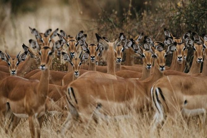 4 days Best experience Kilimanjaro Hike, Serengeti &Ngorongoro - Who should choose this trip?
