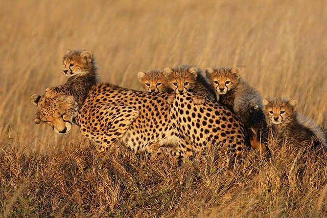4 days Best experience Kilimanjaro Hike, Serengeti &Ngorongoro - Final verdict: a strong short safari with a busy schedule