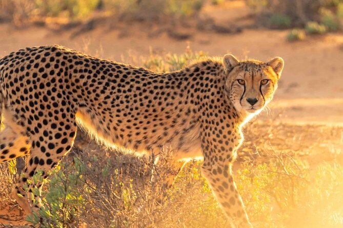 4 days Best experience Kilimanjaro Hike, Serengeti &Ngorongoro - Day 3: Serengeti morning and Ngorongoro rim
