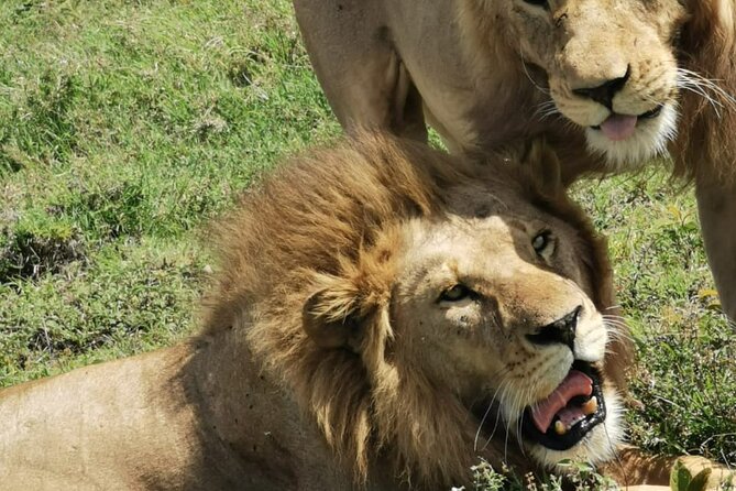 4 Days Big 5 Tour & Cultural Experience - Day 4: Hunting at sunrise, then Lake Manyara