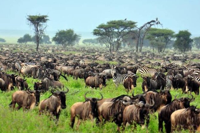 4: days Big five safari - The Big Five promise and what is actually scheduled