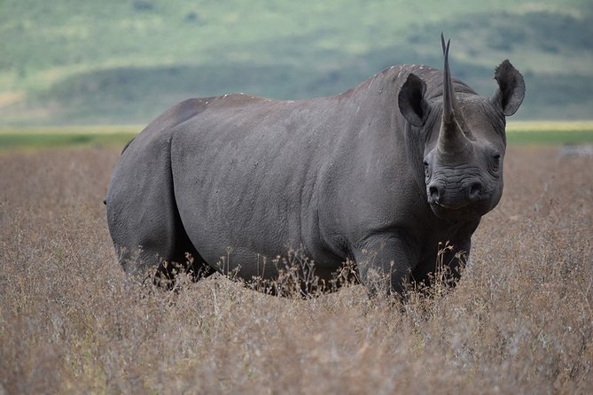 4: days Big five safari - Guides, care, and the human side of the trip