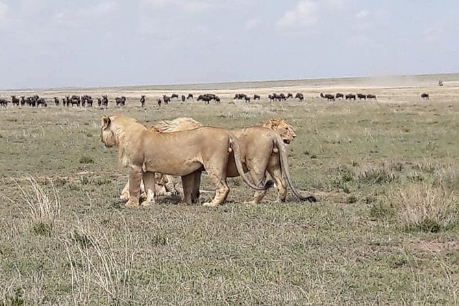 4: days Big five safari - Who should book this safari?