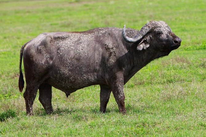 4 Days Experience big five in Tarangire, Serengeti & Ngorongoro Safari - Day 2: the long road to the Serengeti