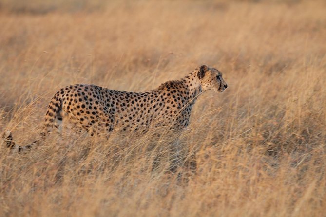 4 Days Game drives Safari Tarangire, Serengeti and Ngorongoro Crater - Serengeti: the wide-open wildlife heart of the trip