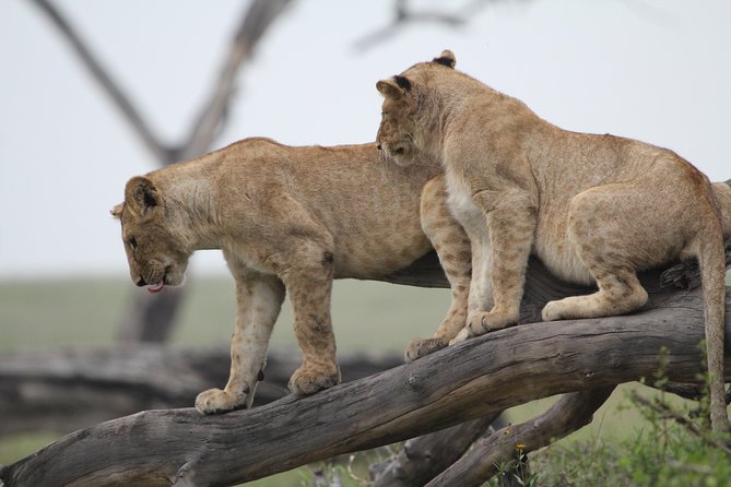 4 Days Game drives Safari Tarangire, Serengeti and Ngorongoro Crater - Accommodation, meals, and what the price covers