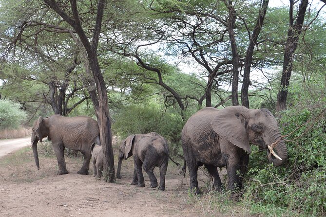 4 Days Group Camping Safari - Day four: descending into Ngorongoro Crater