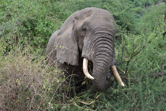 4 Days Group Camping Safari - Who will enjoy this safari most