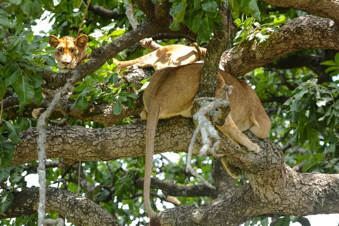 4 Days Group Joining Camping Safari to Tarangire Serengeti Ngorongoro Crater - A budget safari with the big three parks