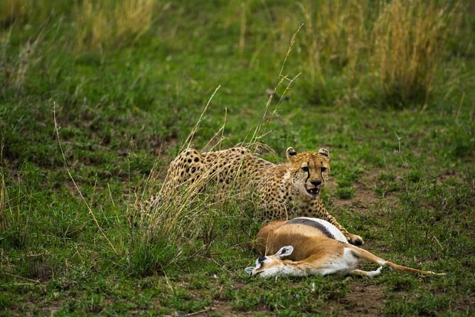 4 Days Group Joining Camping Safari to Tarangire Serengeti Ngorongoro Crater - What the $970 price really includes