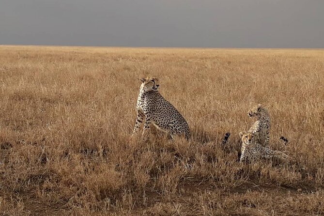 4 Days Group Joining Camping Safari to Tarangire Serengeti Ngorongoro Crater - Comfort, transport, and group size