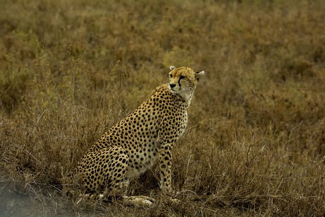 4 Days Group Joining Camping Safari to Tarangire Serengeti Ngorongoro Crater - Day 1: Tarangire’s elephants and baobab country