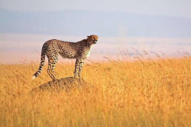 4 Days Group Joining Camping Tanzania safari - Why this four-day route works