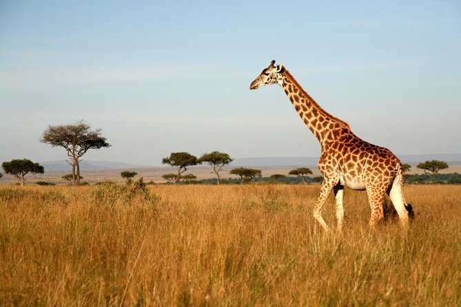 4 Days Group Joining Camping Tanzania safari - Day 2: The long road into Serengeti National Park