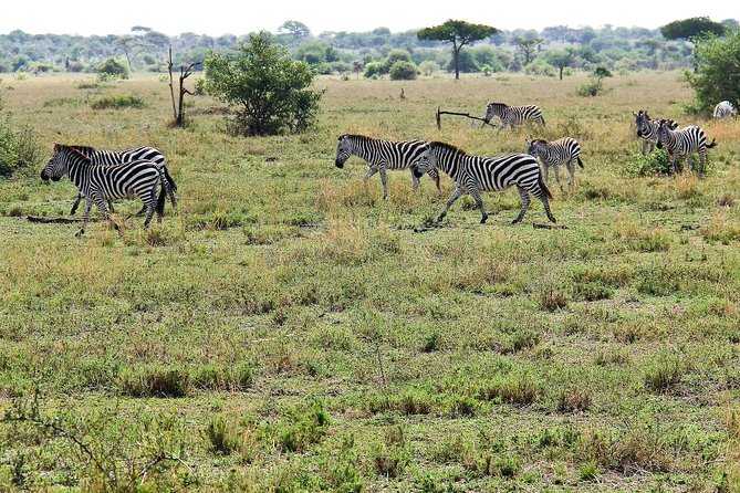 4 Days Join Group tour Tarangire Serengeti and Ngorongoro crater - Day two, crossing the highlands toward the Serengeti