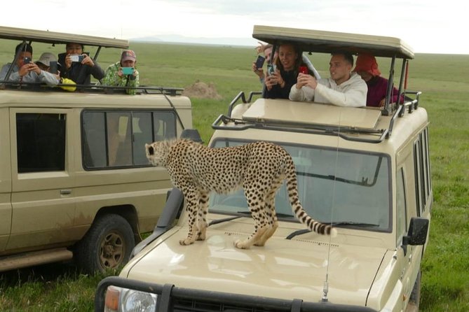 4 Days Join Group tour Tarangire Serengeti and Ngorongoro crater - Day three, an early Serengeti game drive