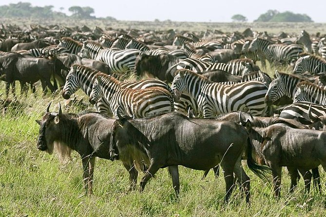 4 Days Join Group tour Tarangire Serengeti and Ngorongoro crater - Day one, elephants and baobabs in Tarangire