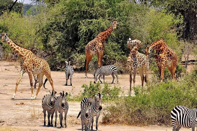 4 Days Joined Group Safari Serengeti,Ngorongoro and Tarangire National Parks - Day 4: Inside Ngorongoro Crater