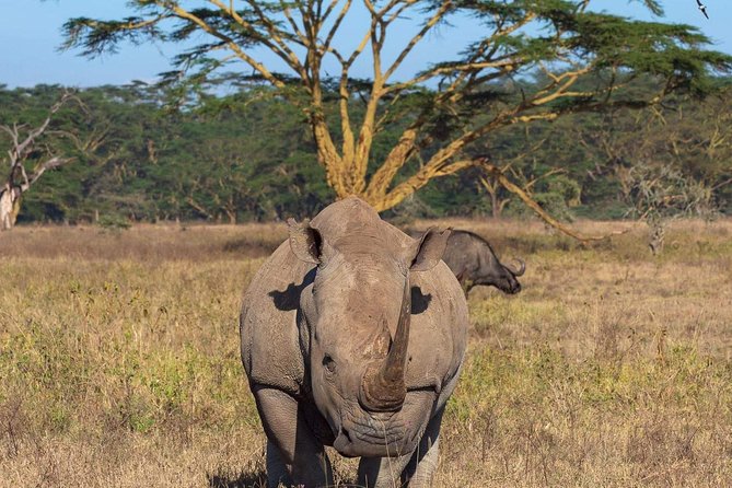 4 Days Joined Group Safari Serengeti,Ngorongoro and Tarangire National Parks - The shared Jeep and group size