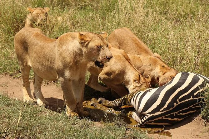 4 Days Joined Group Safari Serengeti,Ngorongoro and Tarangire National Parks - Day 2: The long road into the Serengeti