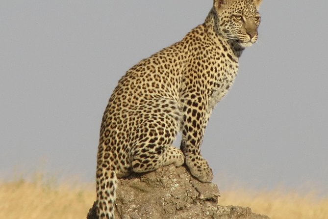 4 Days Joining group budget camp Safari in Serengeti , Ngorongoro and Tarangire - Ngorongoro adds the most dramatic setting