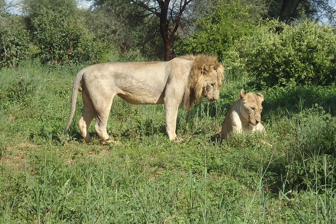 4 Days Joining group budget camp Safari in Serengeti , Ngorongoro and Tarangire - What the four days feel like on the ground