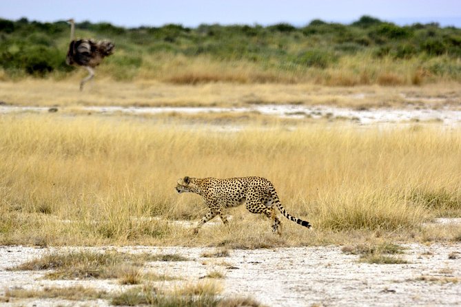 4 Days Joining group budget camp Safari in Serengeti , Ngorongoro and Tarangire - Camping keeps the $930 price within reach