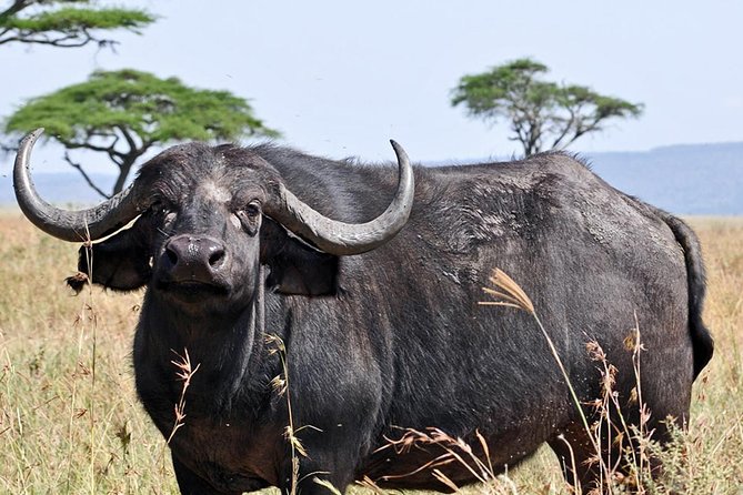 4 Days Joining group budget camp Safari in Serengeti , Ngorongoro and Tarangire - Who will enjoy this safari most