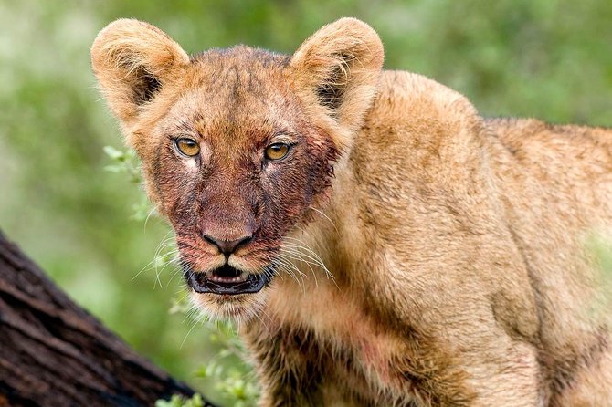 4 Days Lake Manyara National Park, Ngorongoro Crater , Serengeti National Park. - What this five-day northern Tanzania route really includes