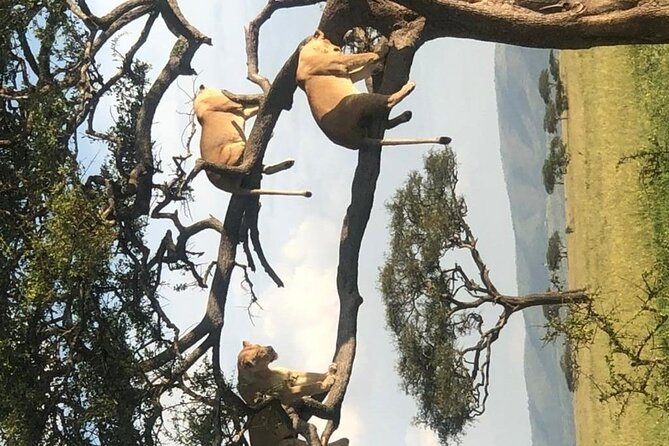4 Days lodge &camping Tarangire,Serengeti, Ngorongoro Safari Tour - Day 4: A crater full of wildlife