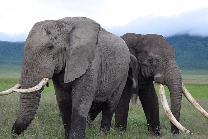 4 Days lodge &camping Tarangire,Serengeti, Ngorongoro Safari Tour - Is $1,110 a fair price?