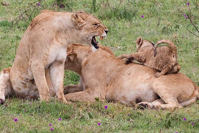 4 Days lodge &camping Tarangire,Serengeti, Ngorongoro Safari Tour - Day 2: The long road to the central Serengeti