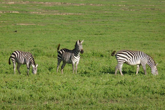 4 Days Lodge Safari - Why this four-day route works