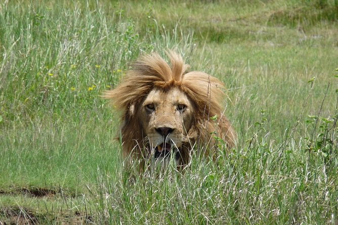4 Days Lodge Safari - Day three: dawn wildlife and the road to Ngorongoro