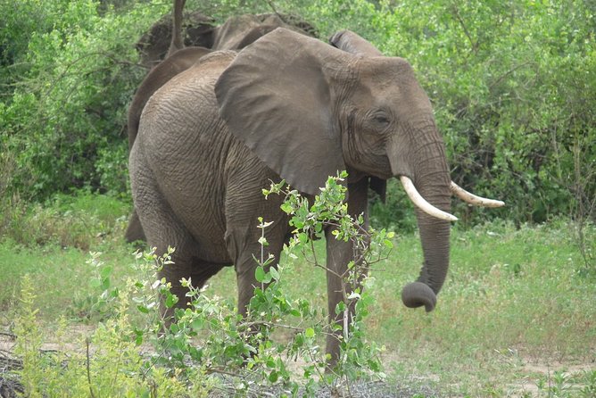 4 Days Lodge Safari - Day four: descending into Ngorongoro Crater