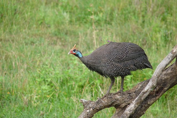 4 Days Lodge Safari - The private vehicle and guide make a real difference