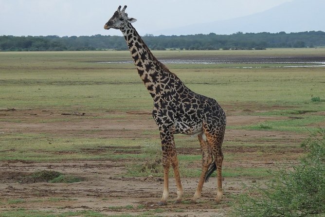 4 Days Lodge Safari - Who will enjoy this safari most