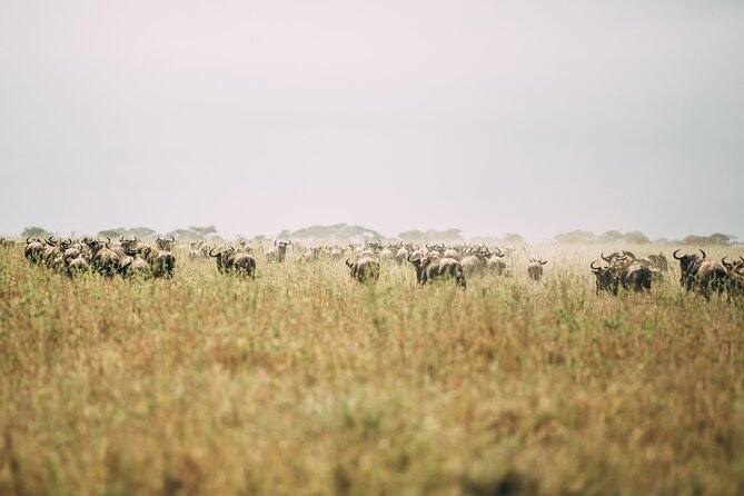 4 Days Lodge Safari in Lake Manyara, Serengeti & Ngorongoro Crater - Day three: Serengeti game drives and the crater rim